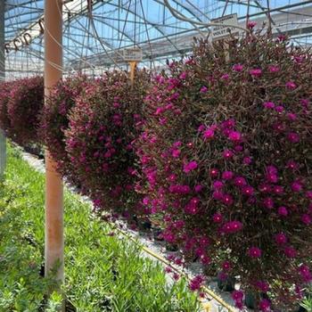 Delosperma 'Desert Dancers Purple' (311268)