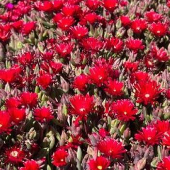 Delosperma 'FSDD2112' PP36295