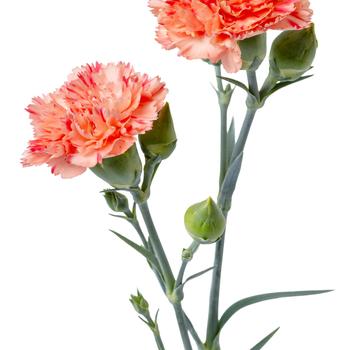 Dianthus Scent First® 'Orange Sparkler' (311271)