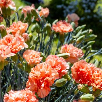 Dianthus Scent First® 'Orange Sparkler'