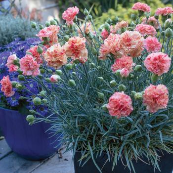 Dianthus Scent First® 'Orange Sparkler' (311273)