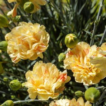 Dianthus Scent First® 'Lemon Sparkler' (311274)