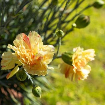 Dianthus Scent First® 'Lemon Sparkler'