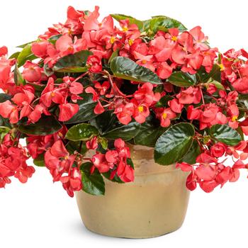 Begonia Surefire Cascade™ '' (311280)