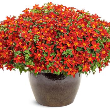 Bidens Campfire® 'Red Ember' (311281)