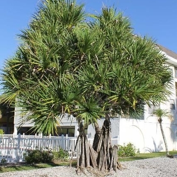 Pandanus tectorius 'Veitchii'