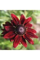 Rudbeckia hirta 'Cherry Brandy'
