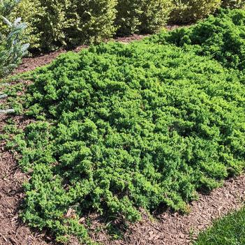 Juniperus procumbens 'Greenmound'