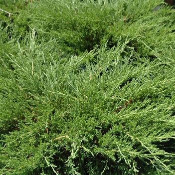 Juniperus horizontalis 'Plumosa Compacta'