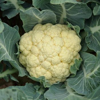 Brassica oleracea var. botrytis 'Veronica'