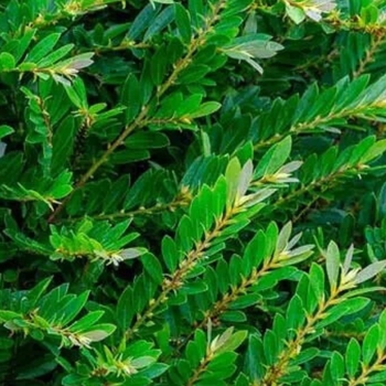 Distylium 'PIIDIST-I' PP24410