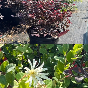 Loropetalum chinense