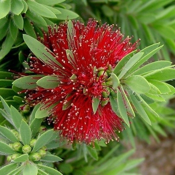 Callistemon 'Little John'