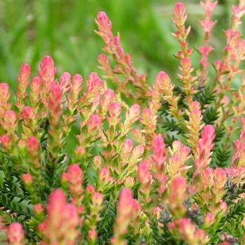 Calluna vulgaris 'Spring Torch'