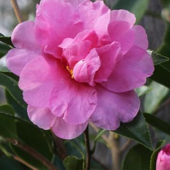 Camellia sasanqua 'Showa-No-Sakae'