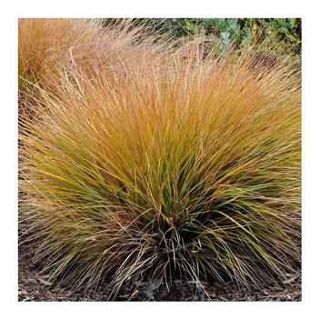 Carex testacea 'Indian Summer'