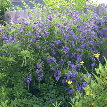 Duranta erecta 'Sapphire Showers' 