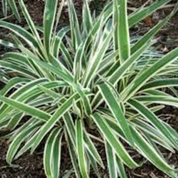 Dianella 'DP401' PP27348