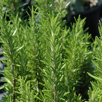 Rosmarinus officinalis 'BBQ'