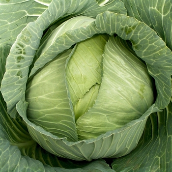 Brassica oleracea 'Late Flat Dutch'