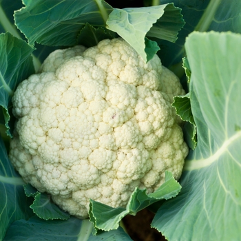 Brassica oleracea 'Snow Crown'