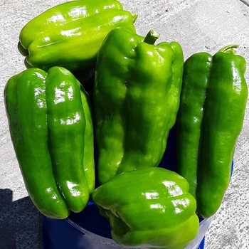 Capsicum annuum 'Big Bertha' 