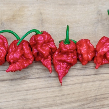 Capsicum annuum 'Carolina Reaper'