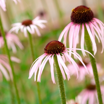 Echinacea pallida