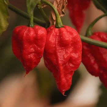 Capsicum annuum 'Bhut Jolokia (Ghost)'