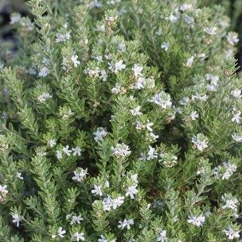 Westringia fruticosa 'WES06' PP27898