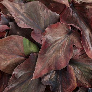 Caladium hortulanum 'THAI STR OF17-1082' PP35509