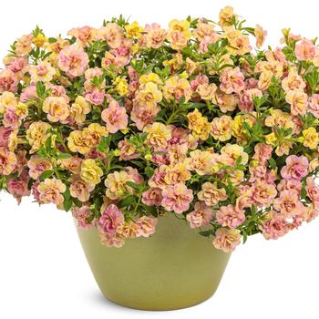Calibrachoa Superbells Magic® 'Double Grapefruit' (311399)
