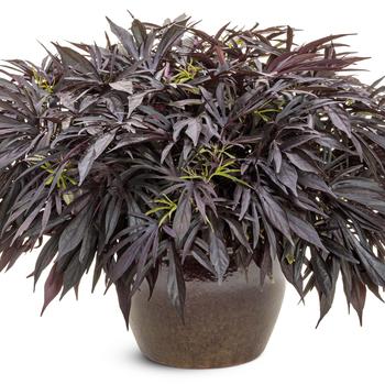 Ipomoea batatas Proven Accents® 'Sweet Caroline Medusa™ Black' (311401)