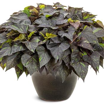 Ipomoea batatas 'Sweet Caroline Sweetheart Shadowstorm™' (311403)