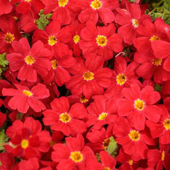 Jamesbrittenia Safari® 'Lava Flow'