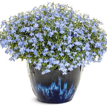 Lobelia erinus Laguna® 'Royale Azure' (311406)