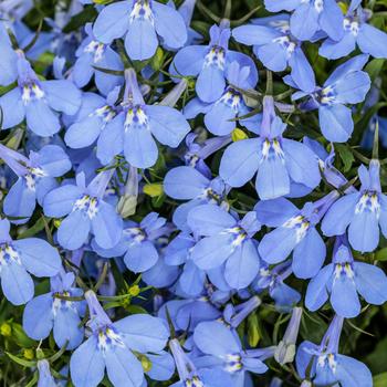 Lobelia erinus Laguna® 'Royale Azure'
