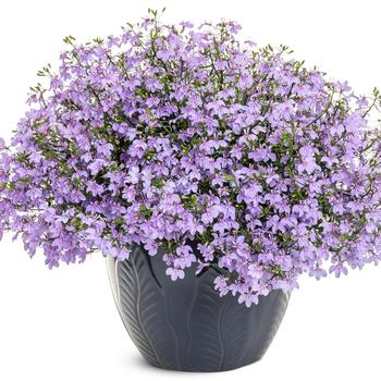 Lobelia erinus Laguna® 'Royale Lilac' (311408)