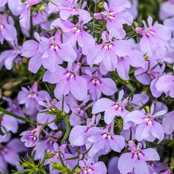Lobelia erinus 'Balspringlav' PP35888
