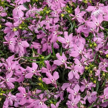 Lobelia erinus 'Ballobroyin' PPAF