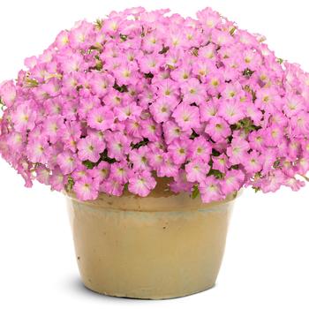 Petunia Supertunia Mini Vista® 'Pink Cloud™' (311413)
