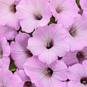 Petunia 'WNPETSVCJ26' PP36964