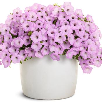 Petunia Supertunia Vista® 'Cool Jazz™' (311415)
