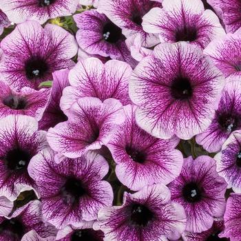 Petunia 'INPETBOAUX' PPAF