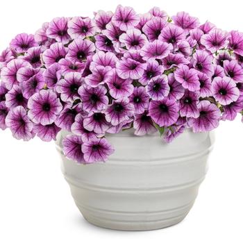 Petunia Supertunia® 'Bordeaux' (311417)