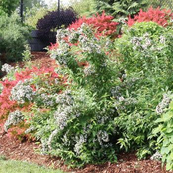 Abelia mosanensis 'Sweet Emotion Blaze®' (311421)