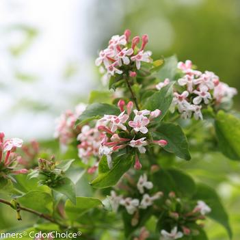 Abelia mosanensis 'Sweet Emotion Blaze®'