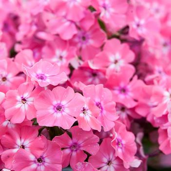 Phlox amplifolia 'Hercules'