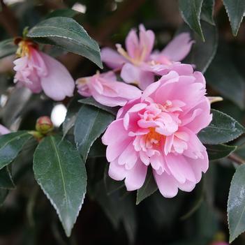 Camellia 'FARROWCJPD' PPAF