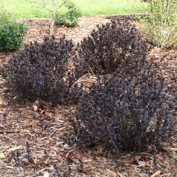 Diervilla 'Kodiak Jet Black®'